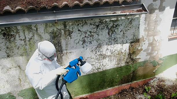 Trusted Mold Removal service in Somerset, PA - Cheap Mold Removal